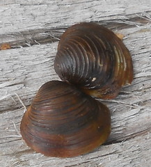 Corbicula fluminea