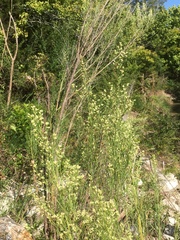 Baccharis neglecta