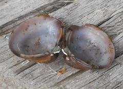 Corbicula fluminea