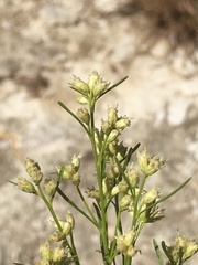 Baccharis neglecta