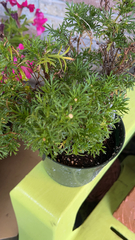 Argyranthemum frutescens