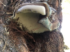 Ganoderma brownii