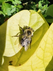 Bombus impatiens