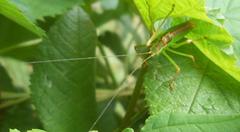 Leptophyes punctatissima