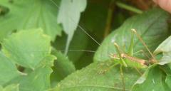 Leptophyes punctatissima