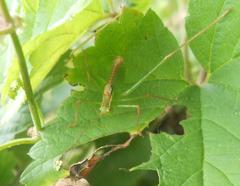 Leptophyes punctatissima