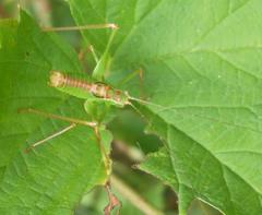 Leptophyes punctatissima