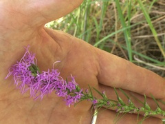 Liatris