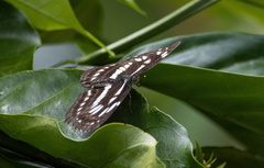 Neptis