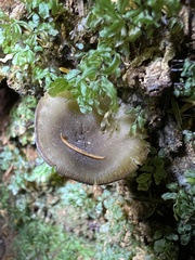 Pseudoclitocybe