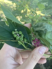 Phytolacca americana rigida