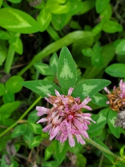 Trifolium pratense