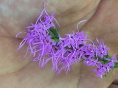Liatris