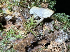 Pseudoclitocybe