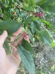 Phytolacca americana rigida