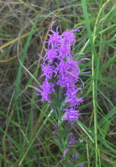 Liatris