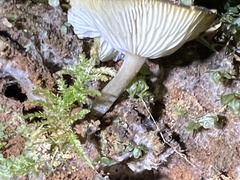 Pseudoclitocybe