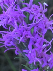 Liatris