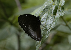 Euploea redtenbacheri