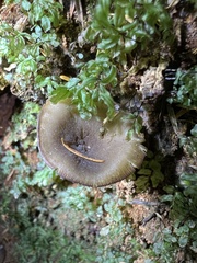 Pseudoclitocybe