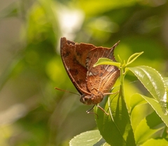 Papilionoidea