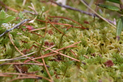 Polytrichum strictum
