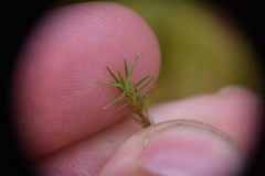 Polytrichum strictum