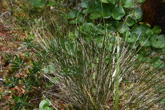 Trichophorum cespitosum