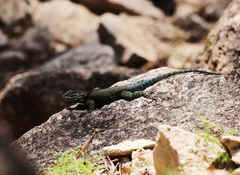 Sceloporus jarrovii