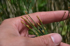 Trichophorum cespitosum