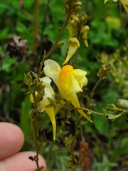 Linaria vulgaris