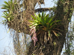 Tillandsia australis