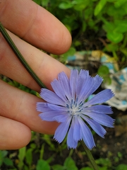 Cichorium intybus