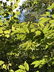 Castanea dentata