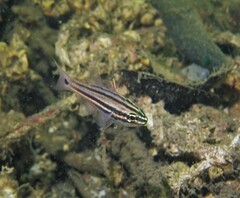Ostorhinchus limenus