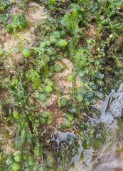 Caulerpa