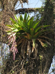 Tillandsia australis