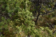 Cupressus nootkatensis