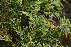Cupressus nootkatensis