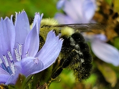 Bombus impatiens