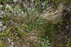 Sanguisorba officinalis