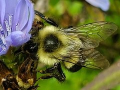 Bombus impatiens