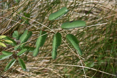 Sanguisorba officinalis