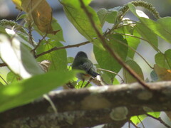 Conirostrum speciosum