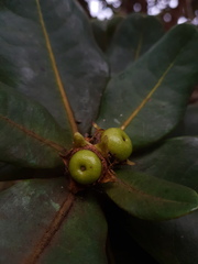Xanthostemon macrophyllus