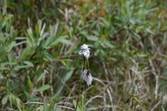 Eriophorum angustifolium