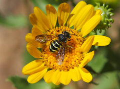 Dianthidium