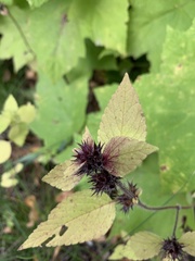 Galeopsis