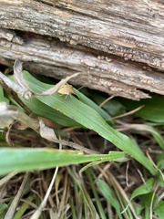 Dendrocoris humeralis