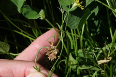 Crepis tectorum
